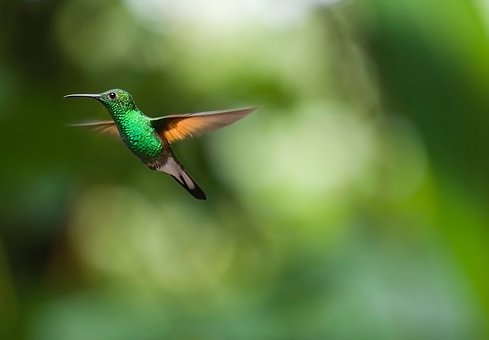 Tämän kuvan alt-attribuutti on tyhjä; Tiedoston nimi on hummingbird-2139278__340.jpg